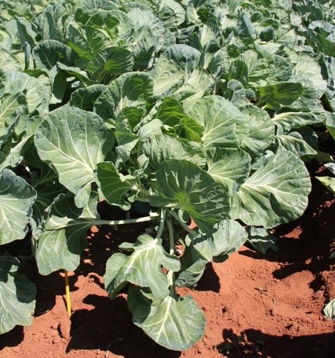 5 ideias de títulos:
1. Guia Completo: Como Plantar e Cultivar Couve-de-Bruxelas em Casa
2. Couve-de-Bruxelas: Dicas Essenciais para uma Colheita Abundante
3. O Segredo do Clima Perfeito para o Sucesso da sua Couve-de-Bruxelas
4. Do Plantio à Colheita: Tudo Sobre o Cultivo de Couve-de-Bruxelas
5. Couve-de-Bruxelas em Vasos: É Possível? Aprenda Como Fazer!