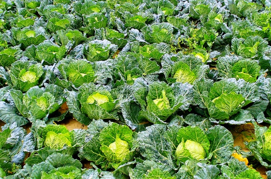 5 ideias de títulos:
1. Guia Completo: Como Plantar e Cultivar Couve-de-Bruxelas em Casa
2. Couve-de-Bruxelas: Dicas Essenciais para uma Colheita Abundante
3. O Segredo do Clima Perfeito para o Sucesso da sua Couve-de-Bruxelas
4. Do Plantio à Colheita: Tudo Sobre o Cultivo de Couve-de-Bruxelas
5. Couve-de-Bruxelas em Vasos: É Possível? Aprenda Como Fazer!