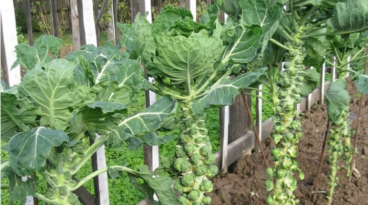 como plantar couve de bruxelas