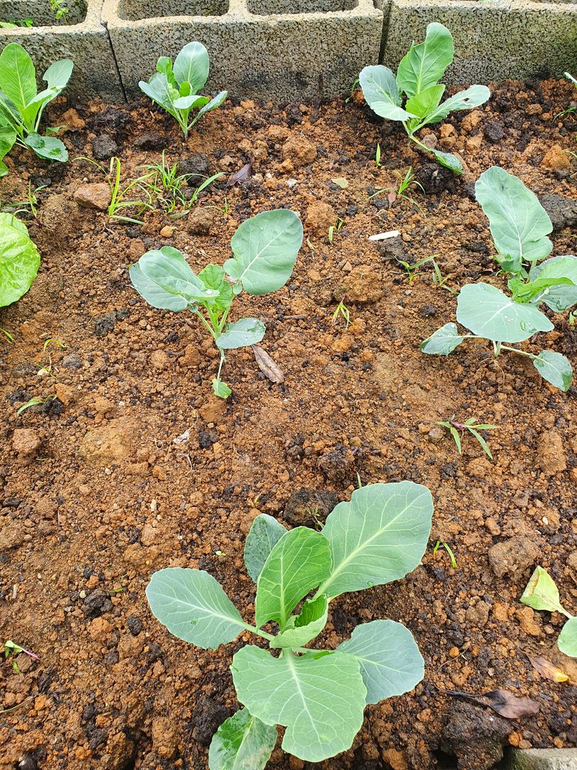 Combatendo Pragas na Couve-Flor: Métodos Orgânicos e Eficazes
