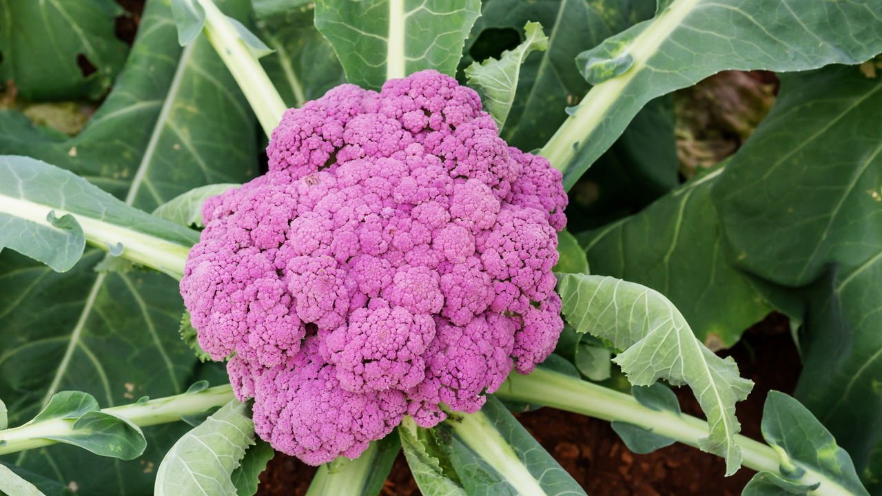 Couve-Flor em Vasos: É Possível? Dicas para um Cultivo de Sucesso