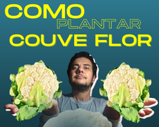 como plantar couve flor e cuidados