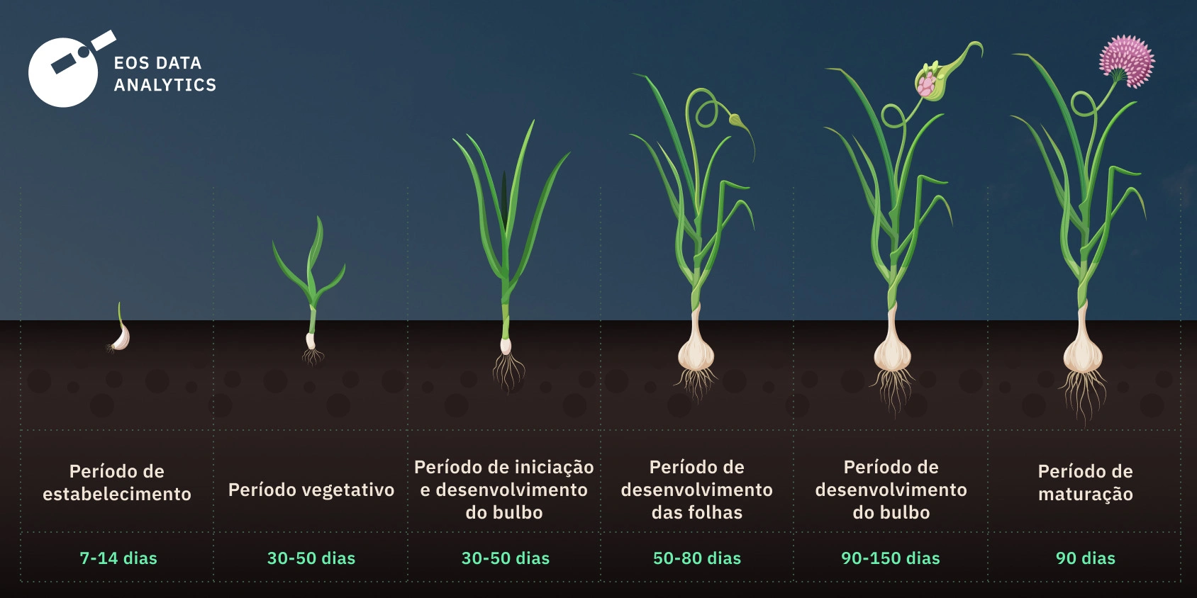 5 Dicas para Acelerar a Germinação do Alho