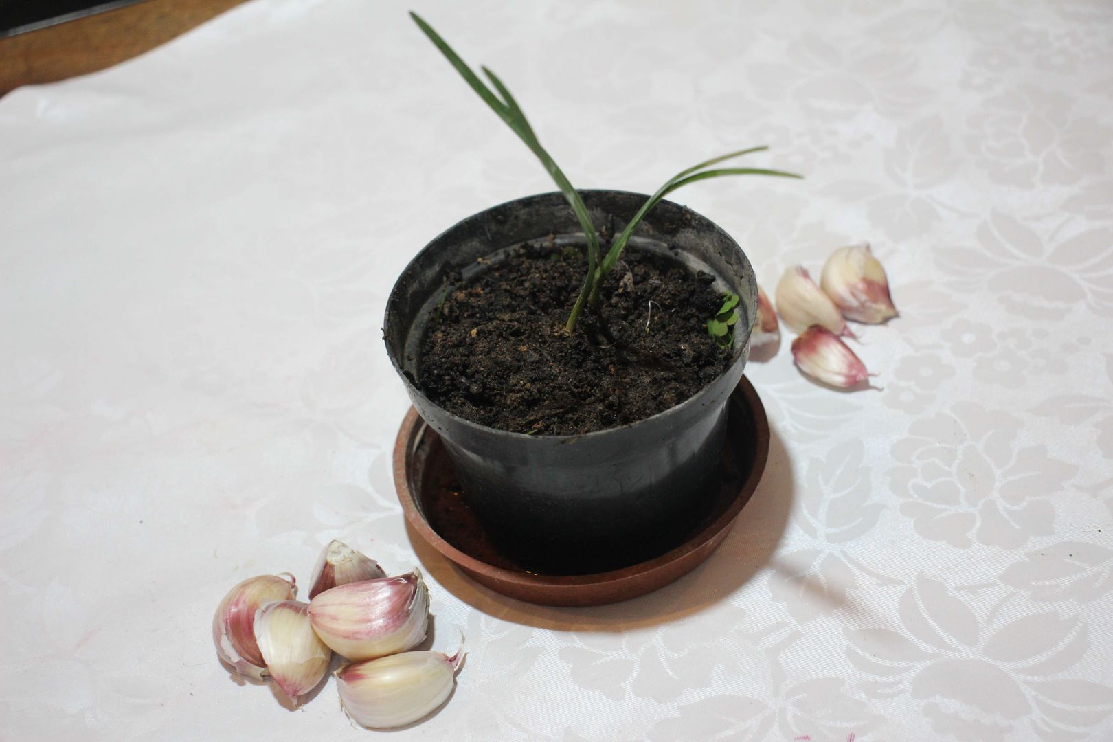 Os Benefícios do Alho Crioulo para o seu Jardim