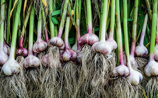 Como Escolher os Melhores Dentes de Alho para Plantio