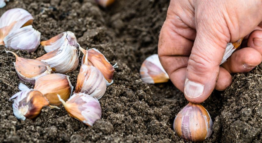 Alho em Vaso: Guia Completo para Hortas Pequenas