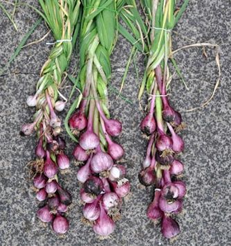 Quando e Como Colher o Alho Perfeitamente