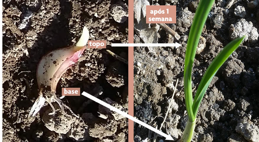 como plantar dente de alho direto na terra