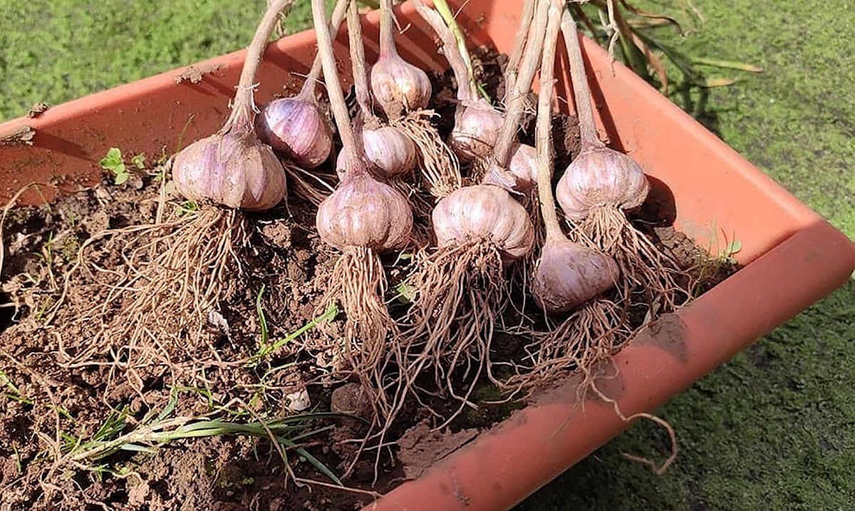 como plantar dente de alho em casa