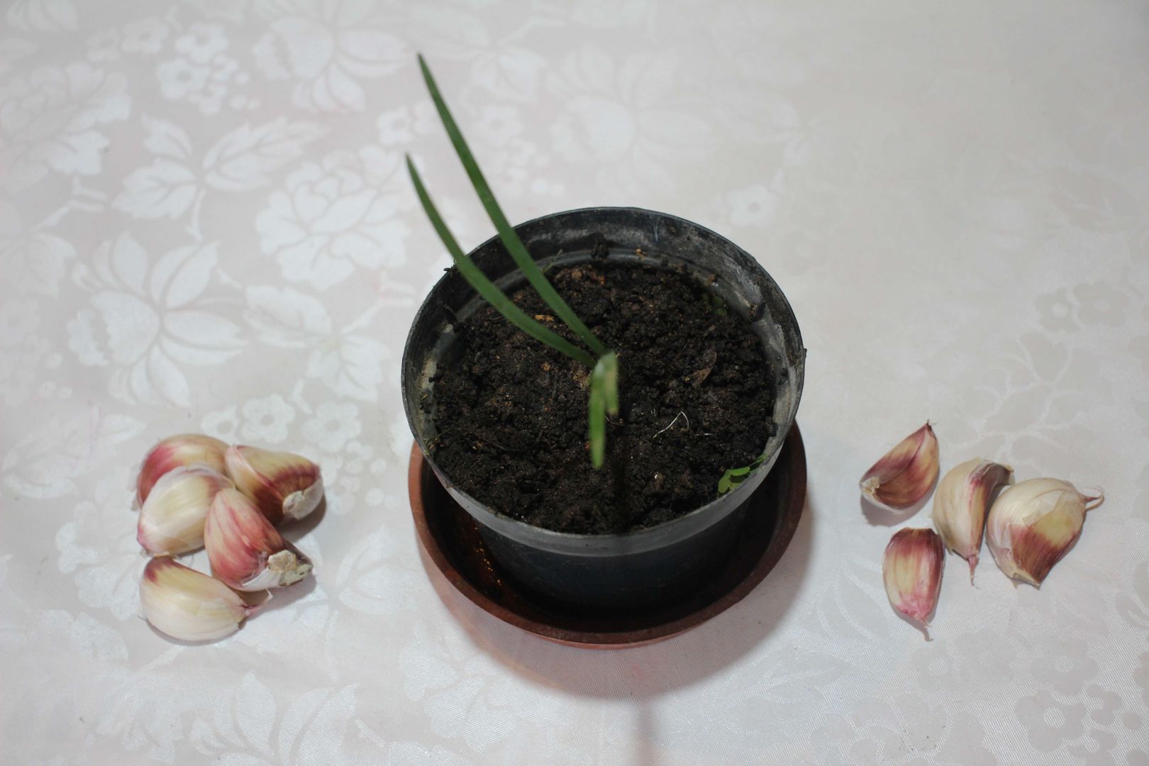 1. Como plantar alho em vasos: Guia completo para iniciantes.
2. Os segredos para uma colheita de alho farta em casa.
3. Cuidados essenciais para o cultivo de alho em canteiros.
4. Alho orgânico em casa: passo a passo detalhado.
5. Dicas de especialistas para plantar alho o ano todo.