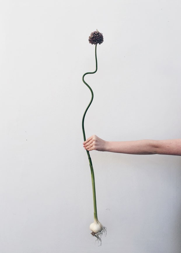 1. Como plantar alho em vasos: Guia completo para iniciantes.
2. Os segredos para uma colheita de alho farta em casa.
3. Cuidados essenciais para o cultivo de alho em canteiros.
4. Alho orgânico em casa: passo a passo detalhado.
5. Dicas de especialistas para plantar alho o ano todo.