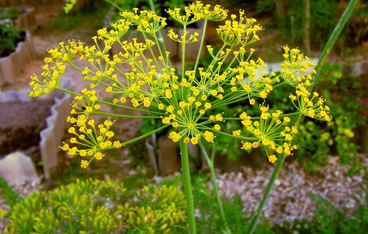 Endro em Vasos: O Segredo para Cultivar a Erva Aromática Perfeita