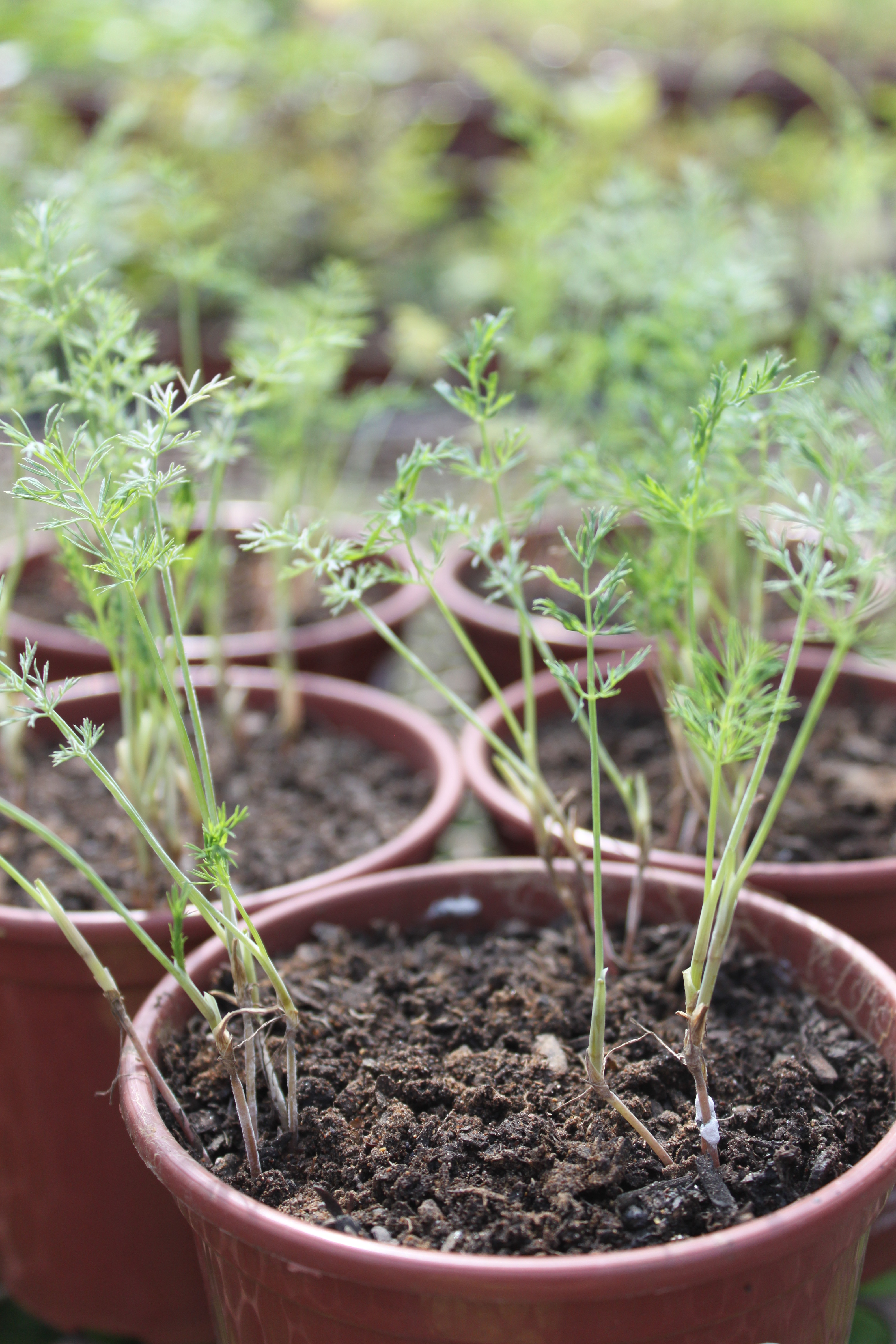 Dill ou Aneto? Desvendando os Nomes e o Cultivo dessa Erva Versátil