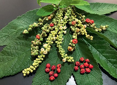 como plantar erva baleeira em vaso