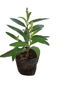 Benefícios medicinais da Erva Baleeira