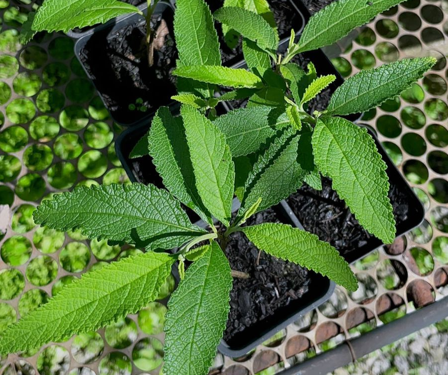 Ervas medicinais para cultivar em casa