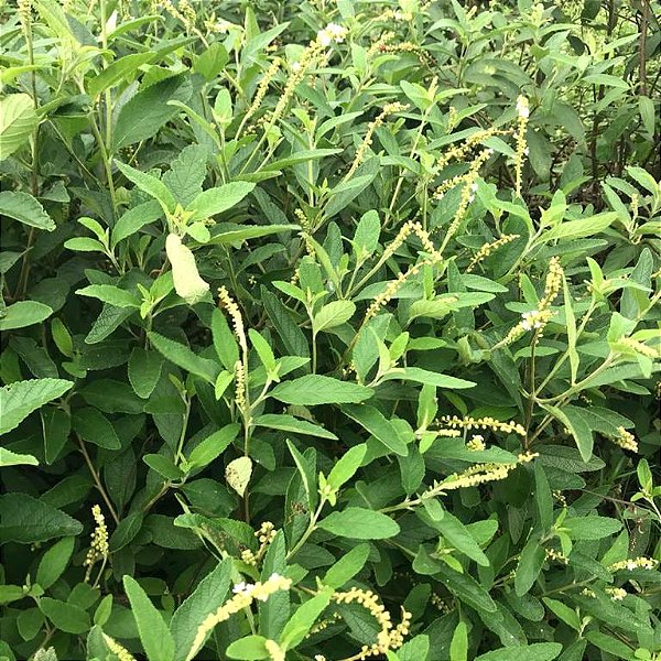 como plantar erva baleeira em vaso