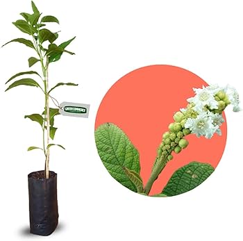 Benefícios medicinais da Erva Baleeira