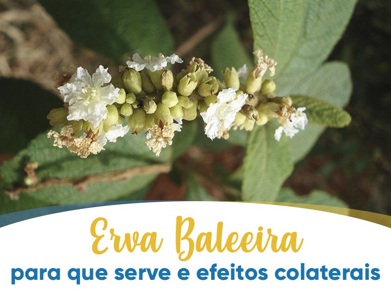 Como usar a Erva Baleeira na culinária