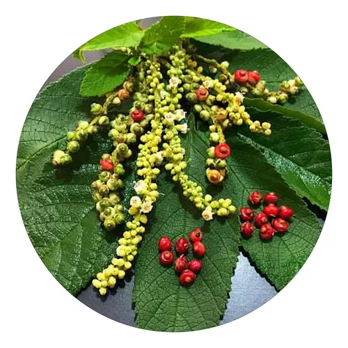 Ervas medicinais para cultivar em casa