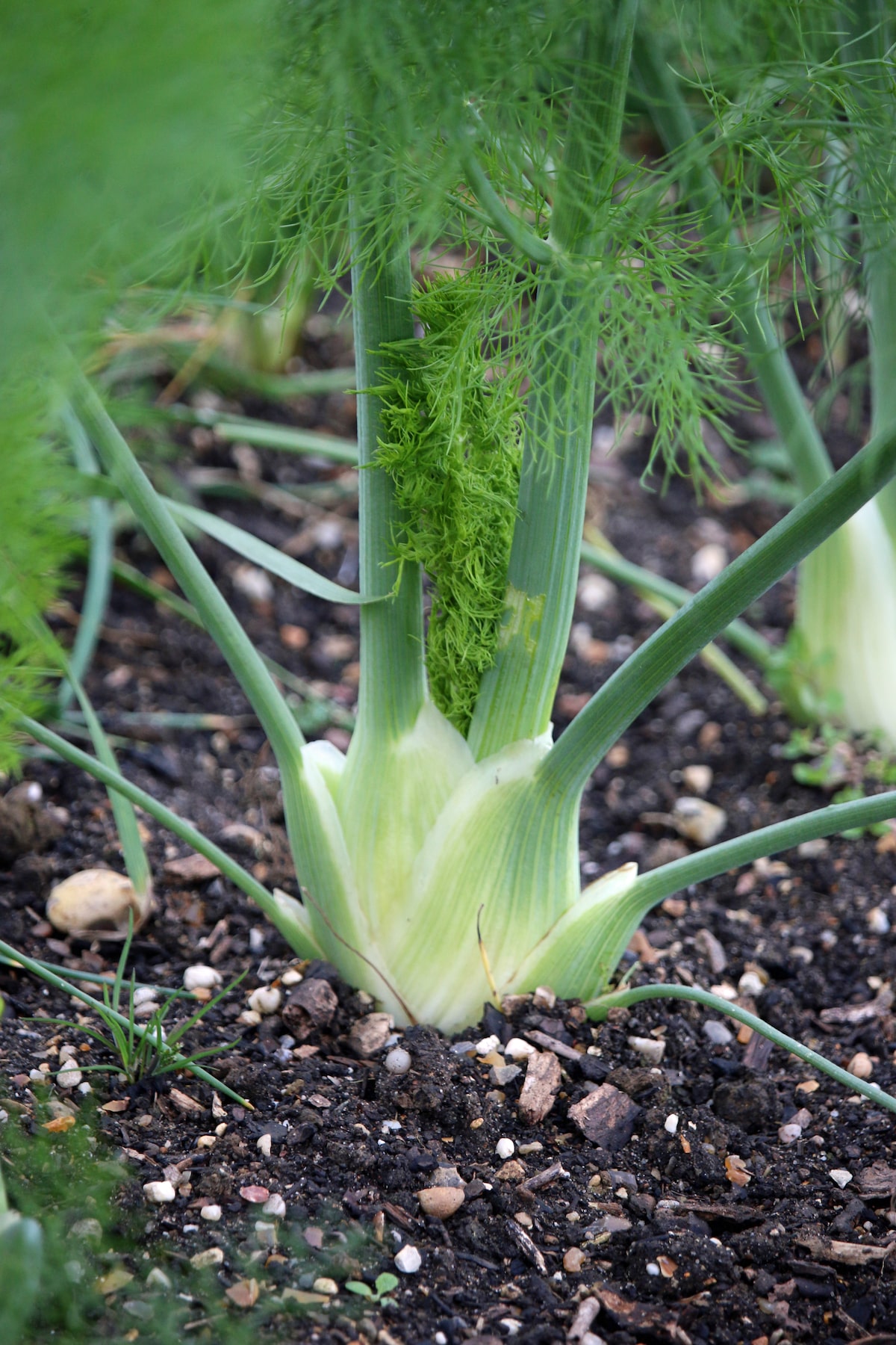 como plantar erva doce no quintal