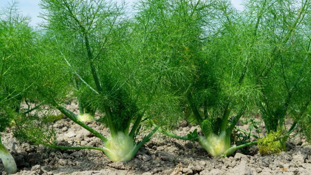 Diferenças entre Erva-Doce e Funcho: Guia Completo