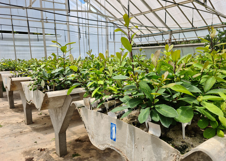 como plantar erva mate no quintal