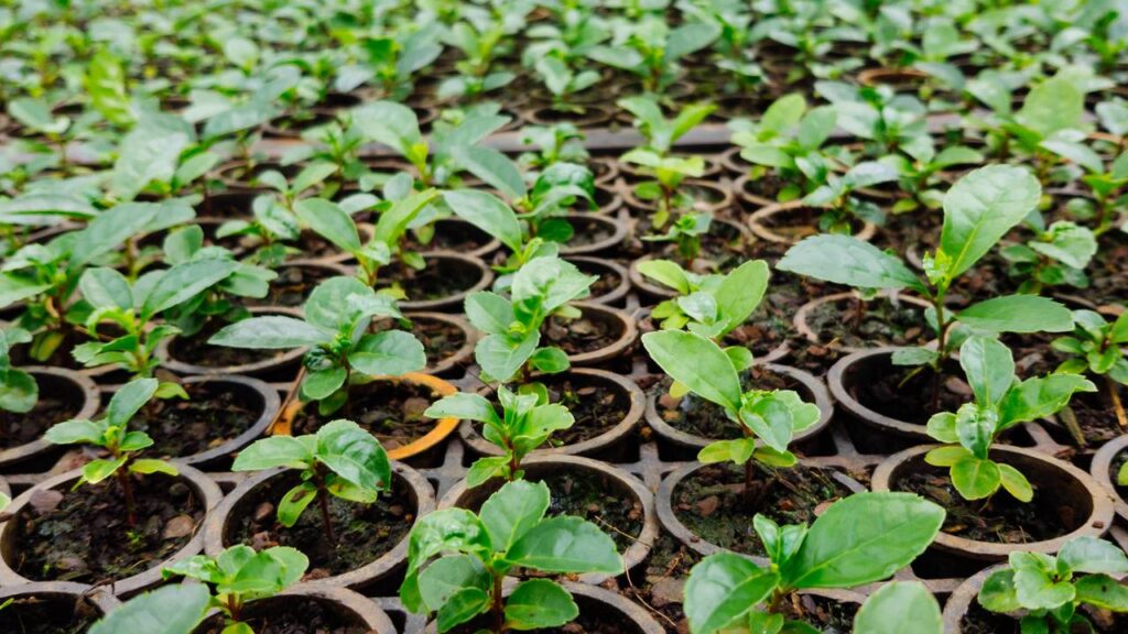 Erva-Mate em Casa: Dicas Essenciais para o Solo e a Luz Perfeita