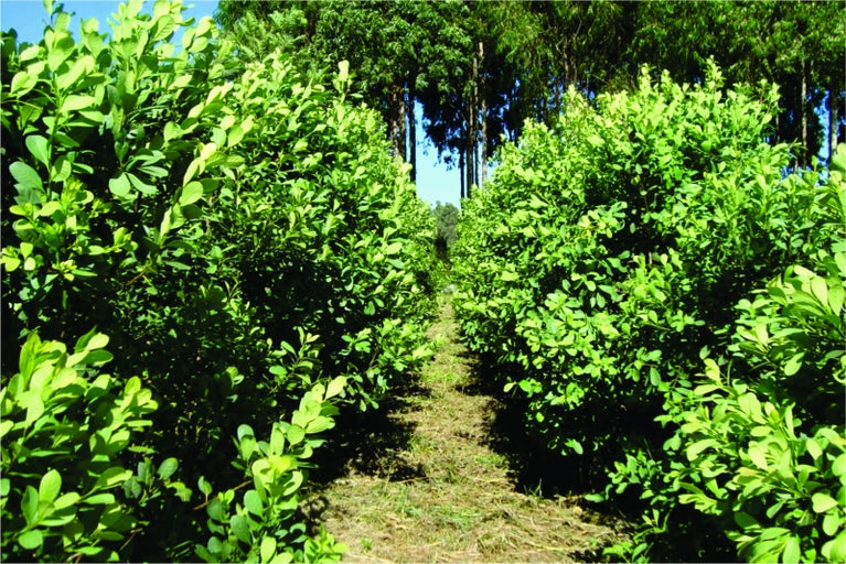 Como Podar e Colher Erva-Mate: Maximizando sua Produção Caseira