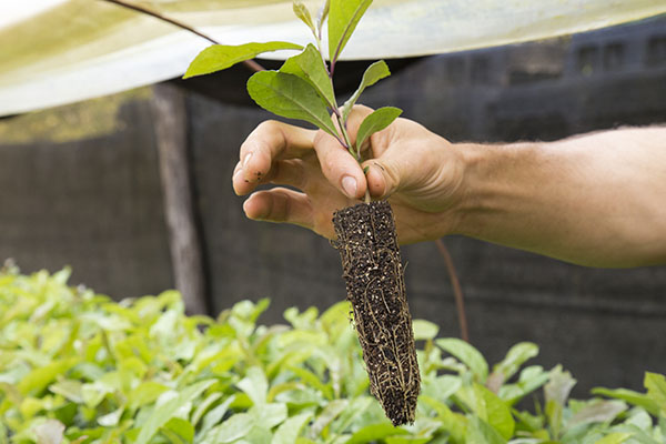 Desafios e Soluções no Cultivo de Erva-Mate em Climas Quentes