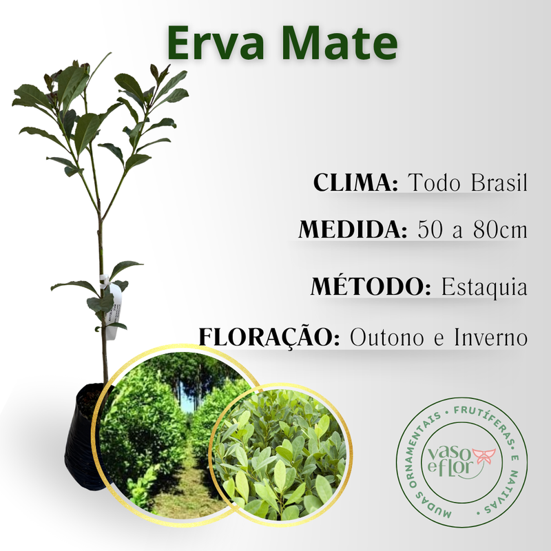 Os Benefícios da Erva-Mate: Além do Chimarrão e Tererê