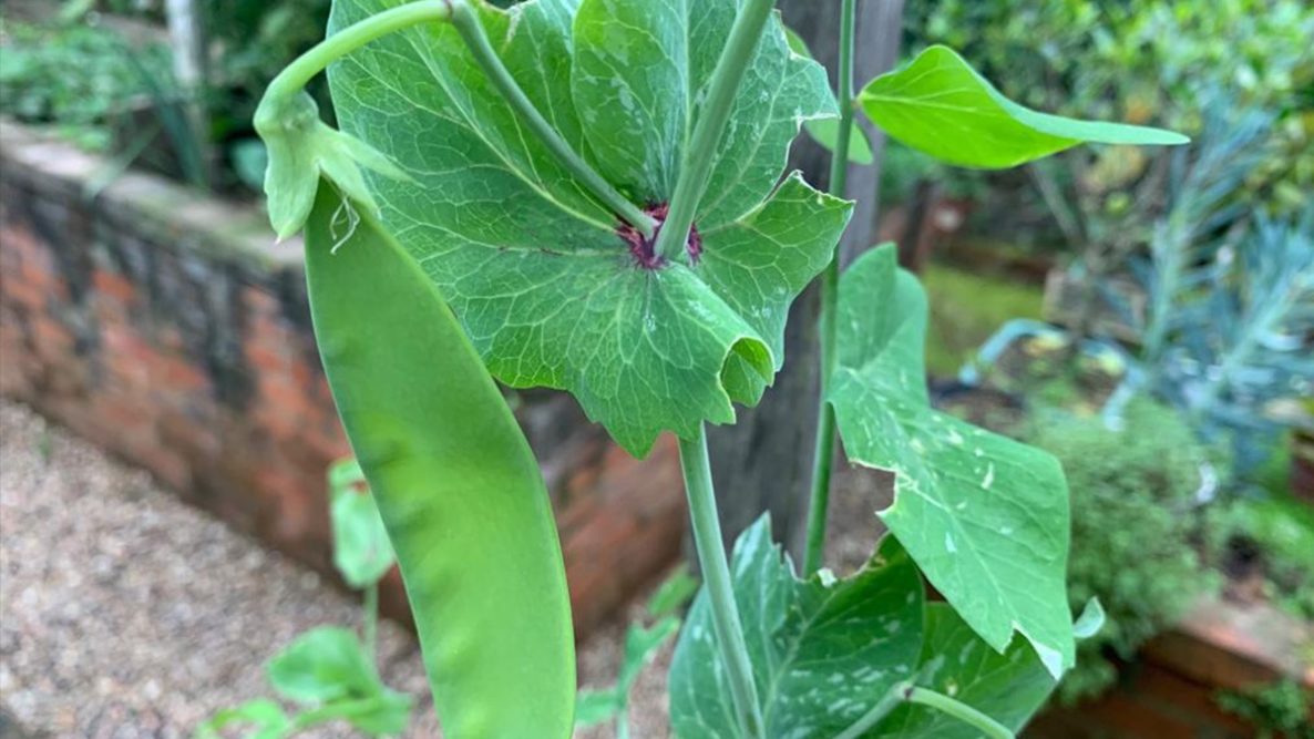 como plantar ervilha de torta