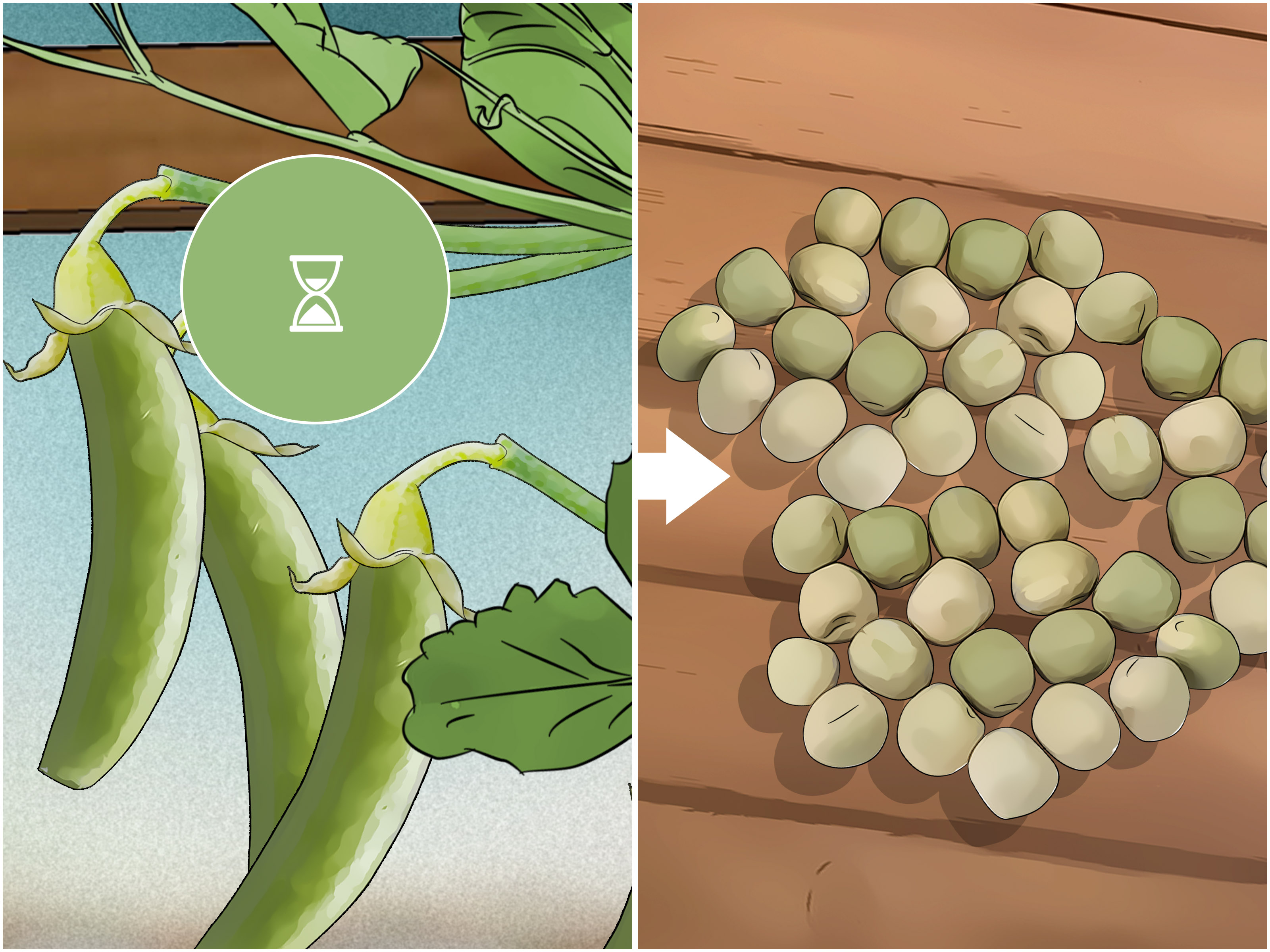 Guia Completo: Como Preparar o Solo Ideal para sua Ervilha Torta