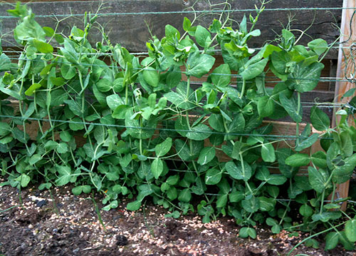 Ervilha Torta em Vasos: Dicas para um Cultivo de Sucesso em Pequenos Espaços