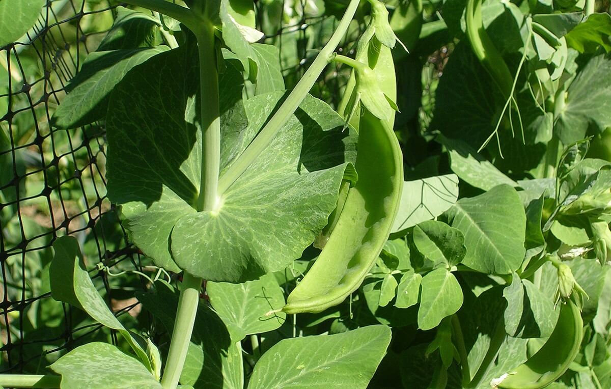 Tutoramento da Ervilha Torta: Métodos Eficazes para um Crescimento Saudável