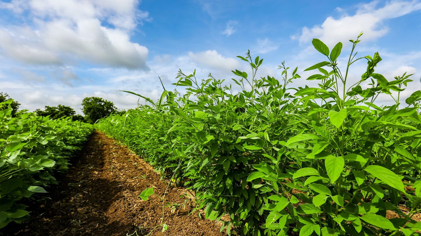 Benefícios do Feijão Guandu para a Saúde
