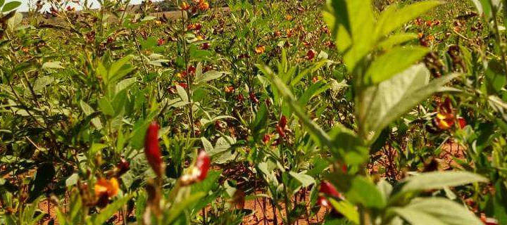 Como Usar o Feijão Guandu na Culinária