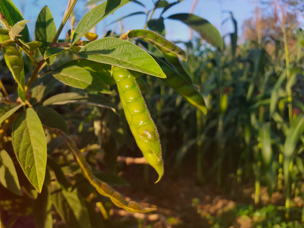 Feijão Guandu como Adubação Verde: Guia Completo