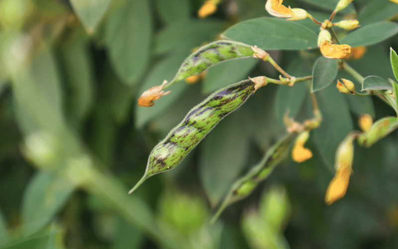 como plantar feijão andu