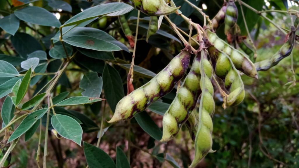 Benefícios do Feijão Guandu para a Saúde