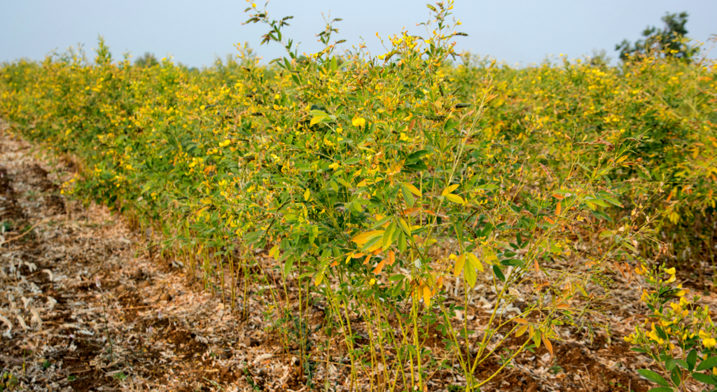 Como Usar o Feijão Guandu na Culinária
