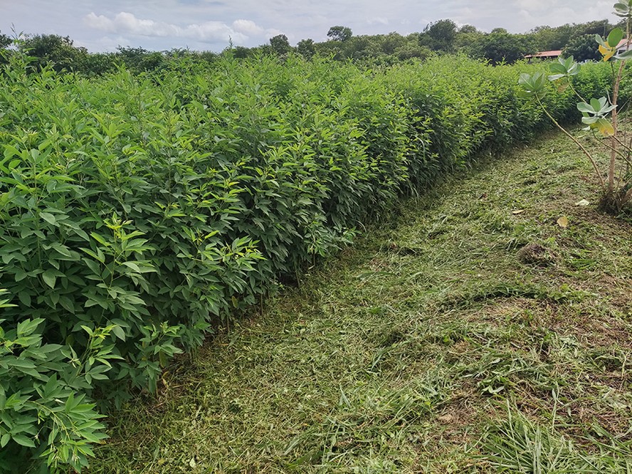Feijão Guandu como Adubação Verde: Guia Completo