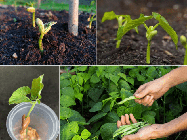 como plantar feijão branco no quintal