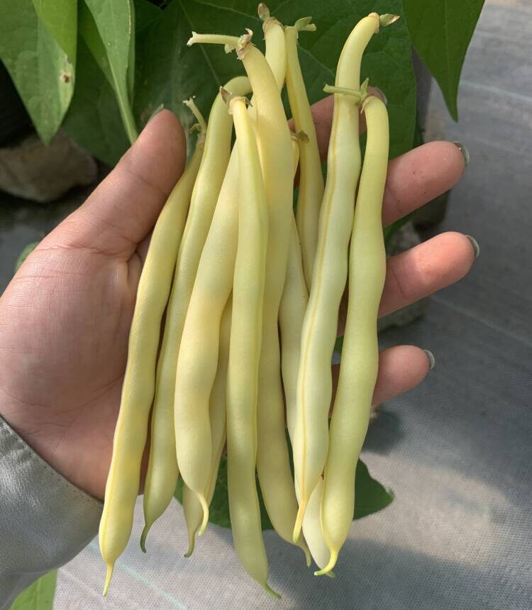 Feijão Manteiga em Vasos: Guia Prático para Pequenos Espaços