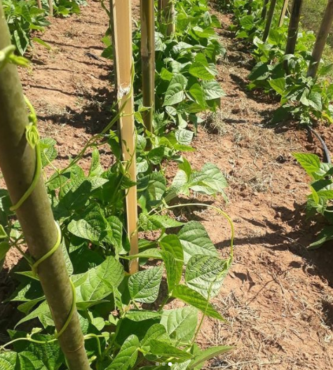 como plantar feijão vagem no quintal