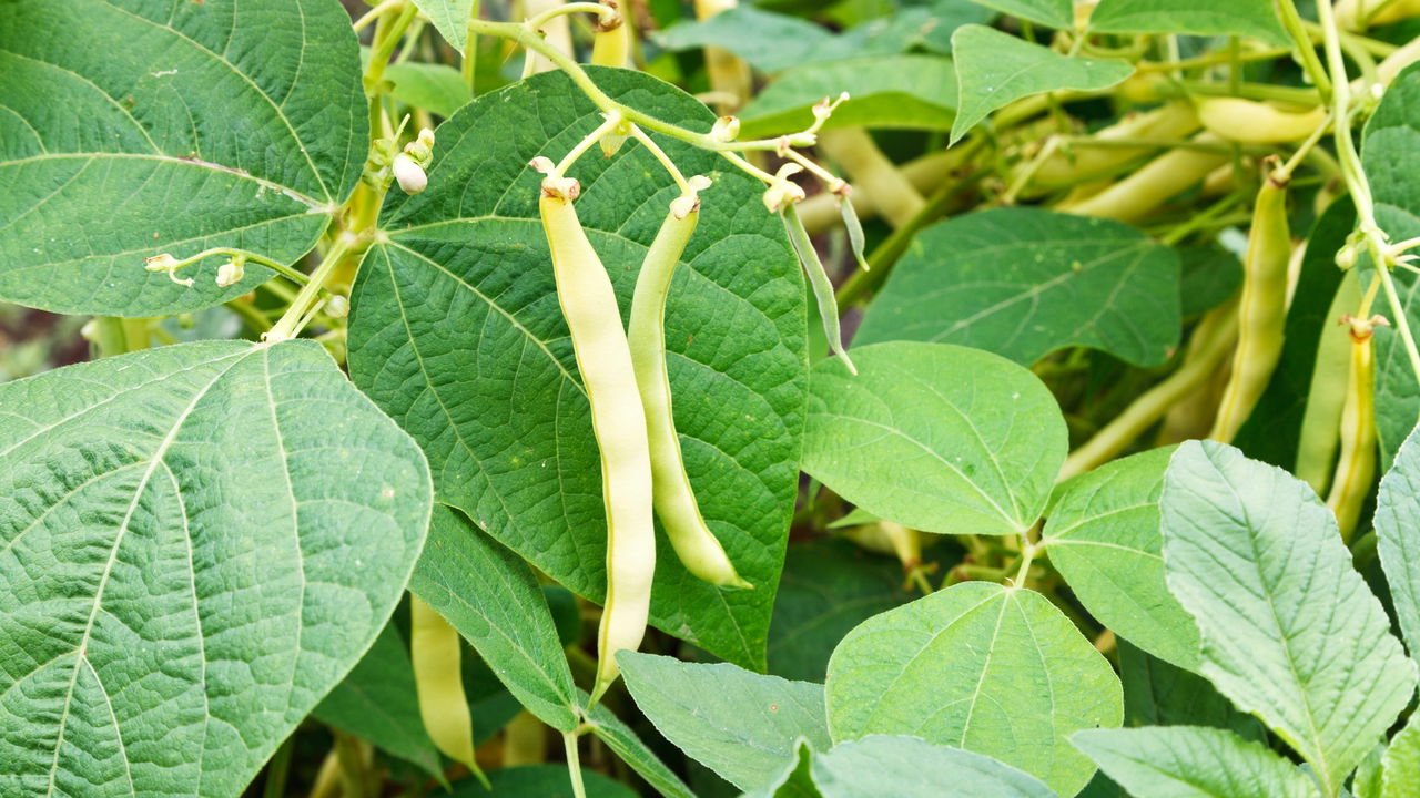 Preparação do Solo e Adubação Essencial para o Cultivo de Feijão-Vagem Produtivo