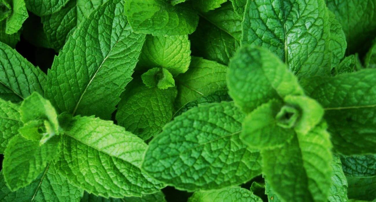 Guia completo de ervas aromáticas para seu jardim