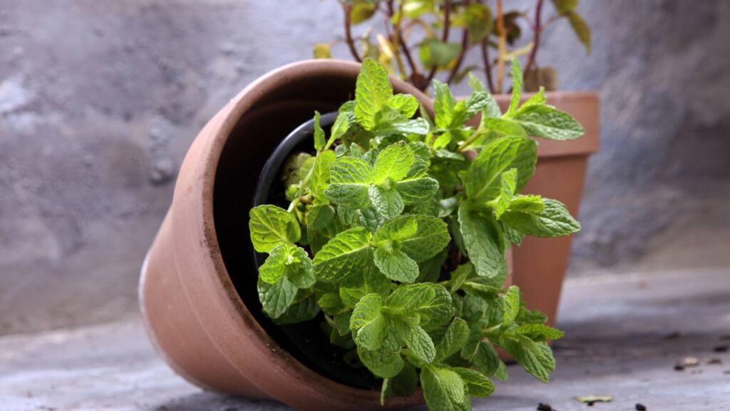 Benefícios da hortelã para a saúde