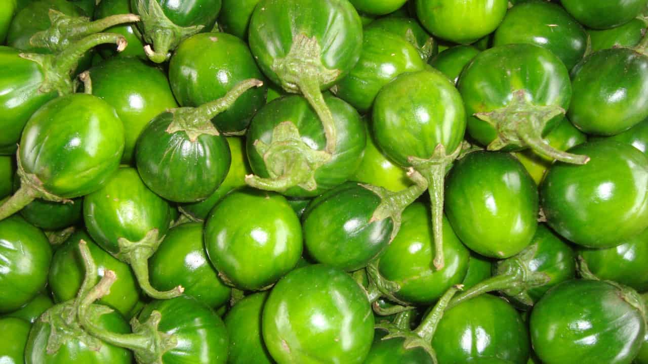 Guia Completo: Do Plantio à Colheita do Jiló