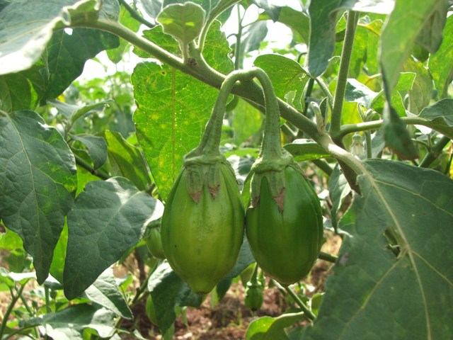 como plantar jiló e tirar o amargor